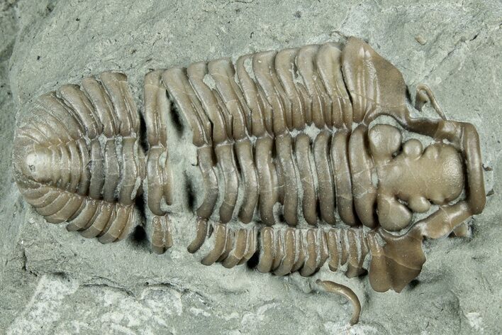 Long Prone Flexicalymene Trilobite Molt - Indiana #325799